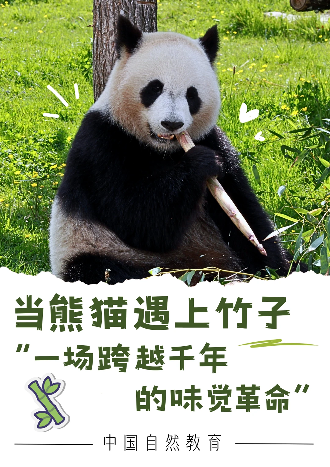 科普知识｜熊猫遇上竹子，一场跨越千年的味觉