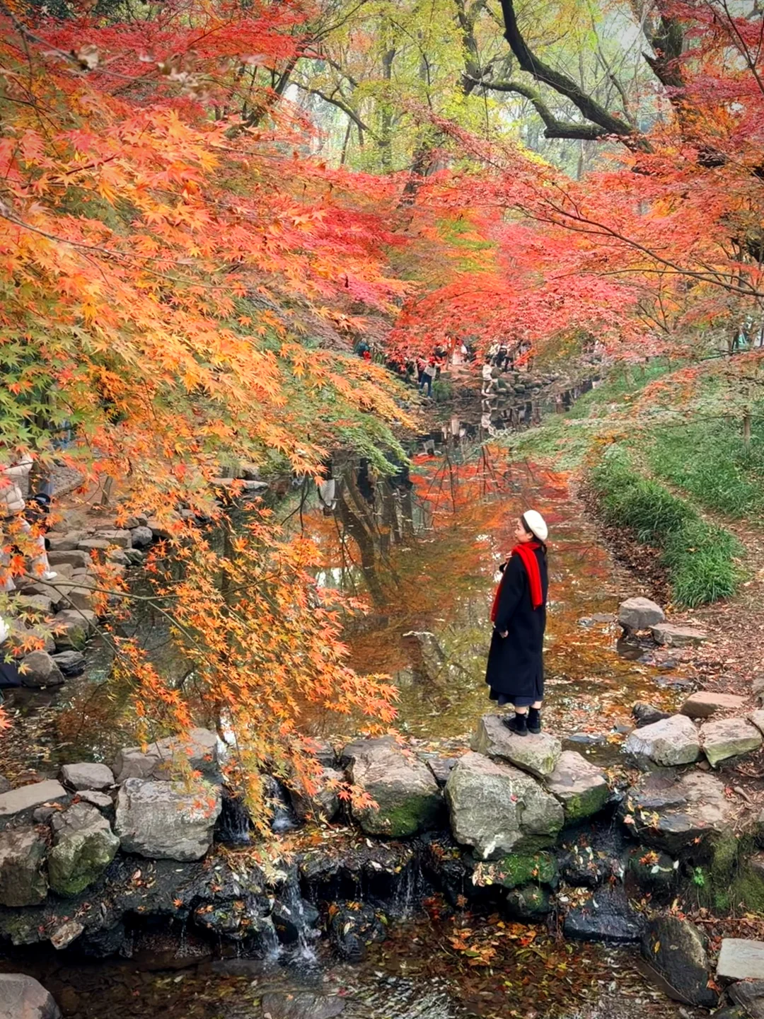 Live｜12.08实拍！九溪红枫浓度100%！美到封神