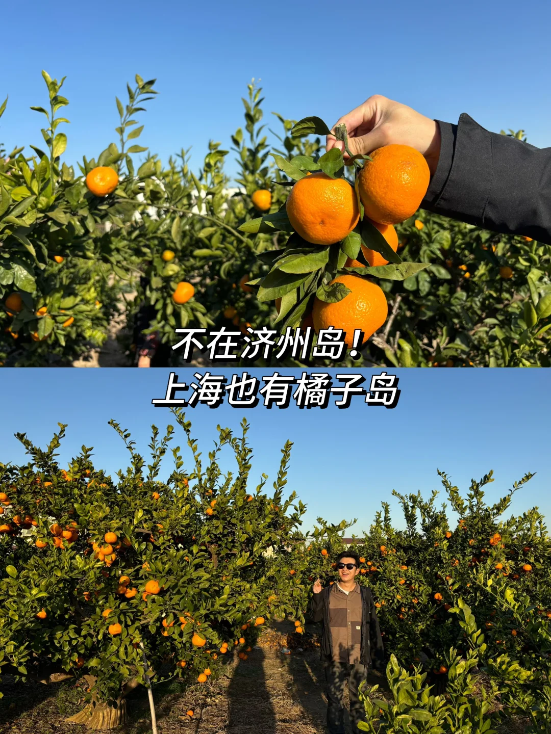 （周末离沪计划11/50）长兴岛摘橘、吃羊肉