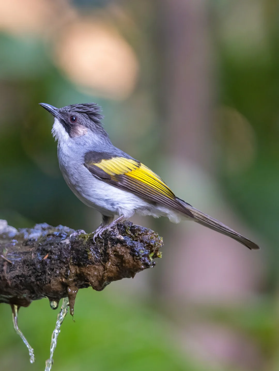 灰短脚鹎，看上去不灰还挺漂亮的