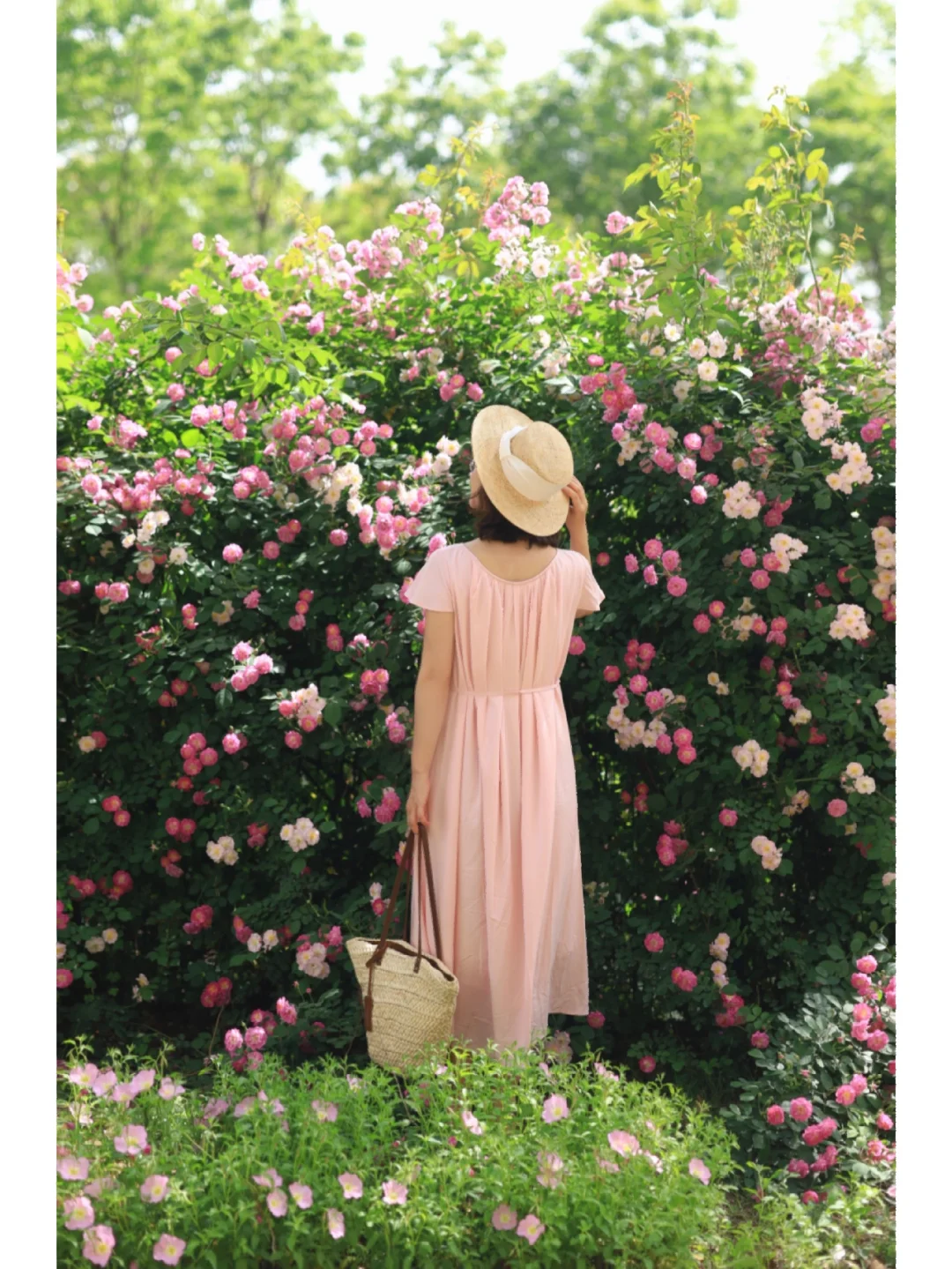 武汉舍不得分享的百米蔷薇花瀑❗️小众无人