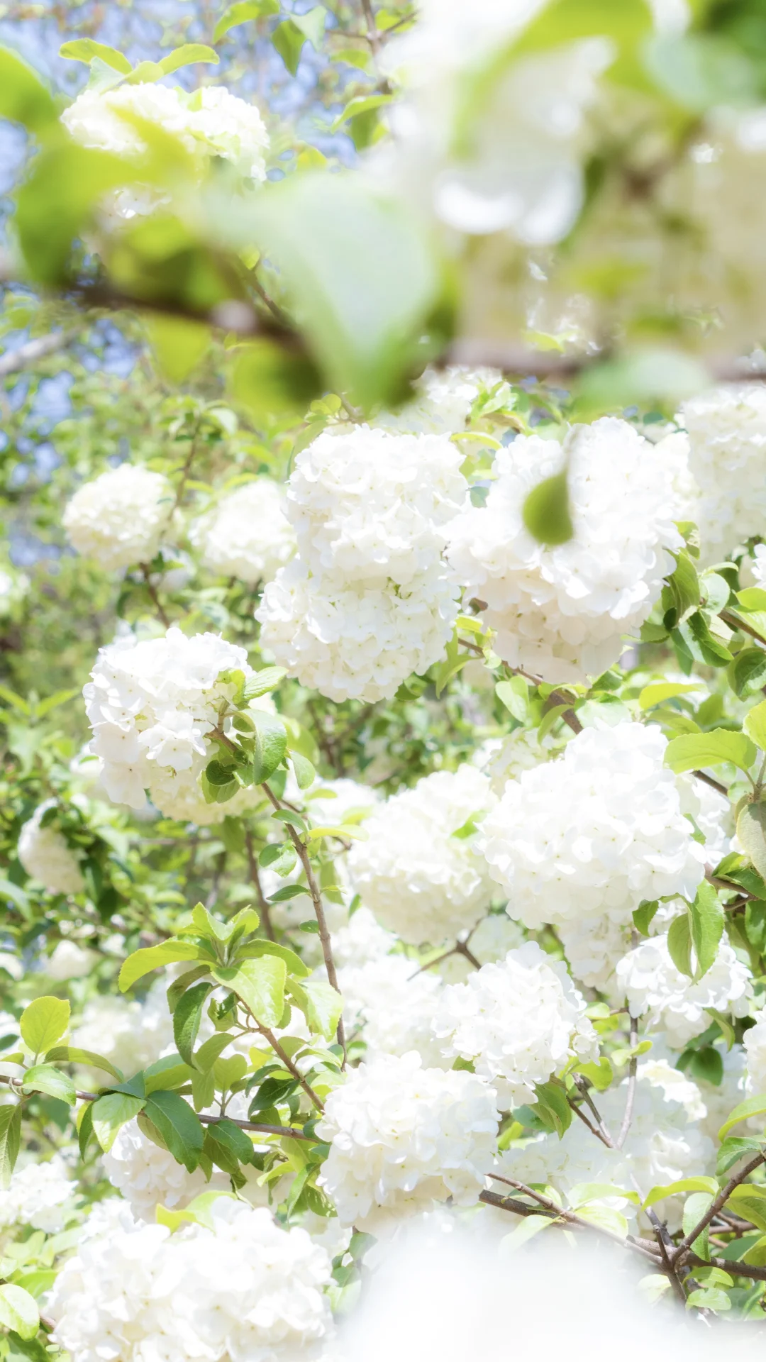 我在植物园，想和你交换鲜花盛开的春天！