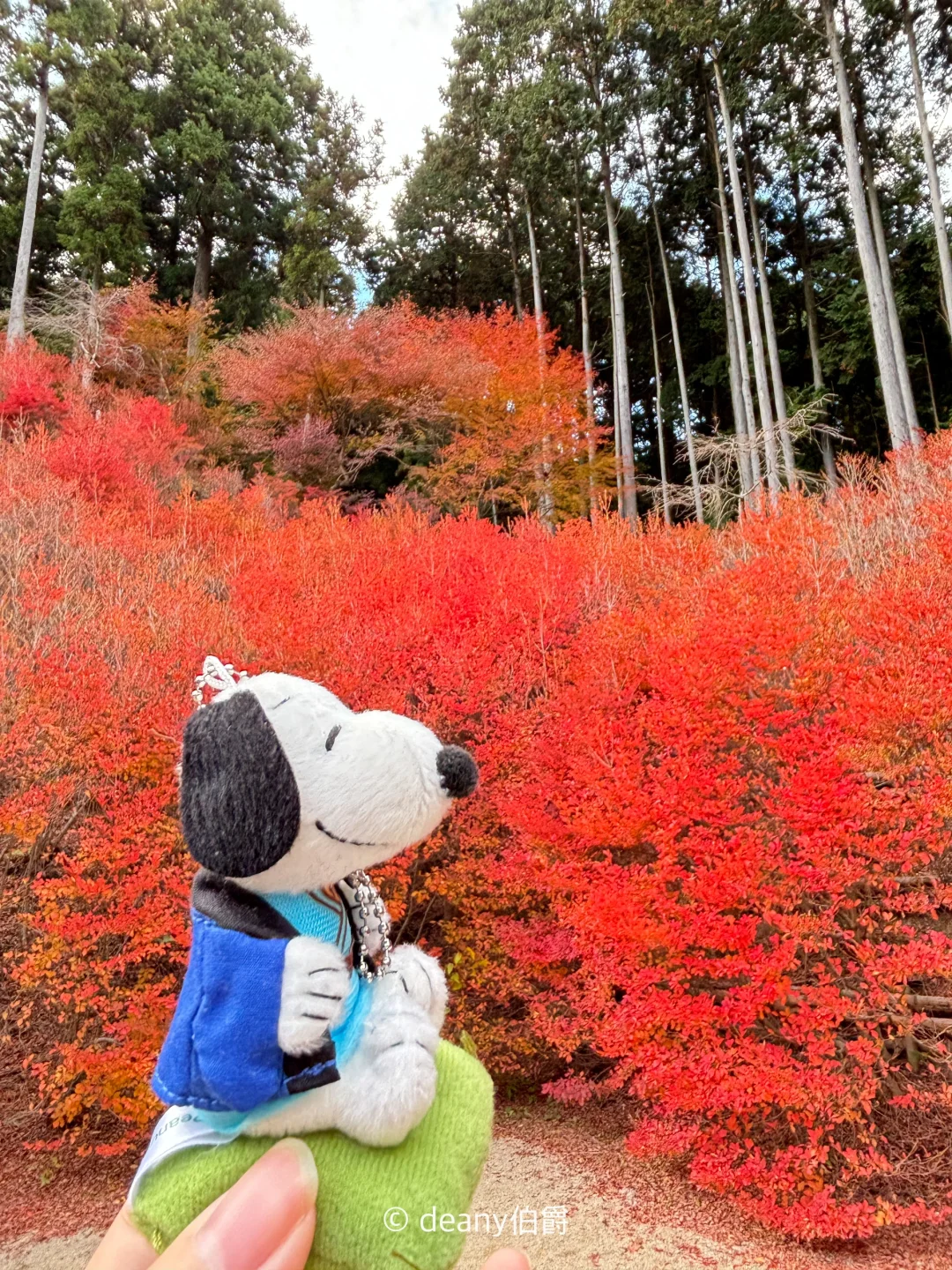 福冈旅行 | 又是一年赏枫季