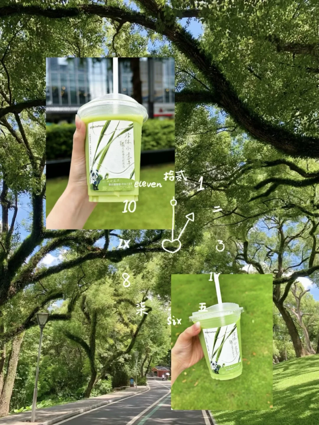 茶百道你是懂我的！！小麦草又回来了！！