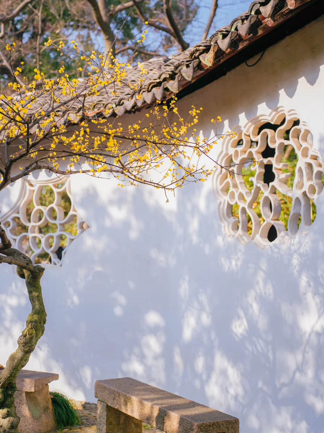 无比期待沧浪亭腊梅和花窗的“王炸组合”！