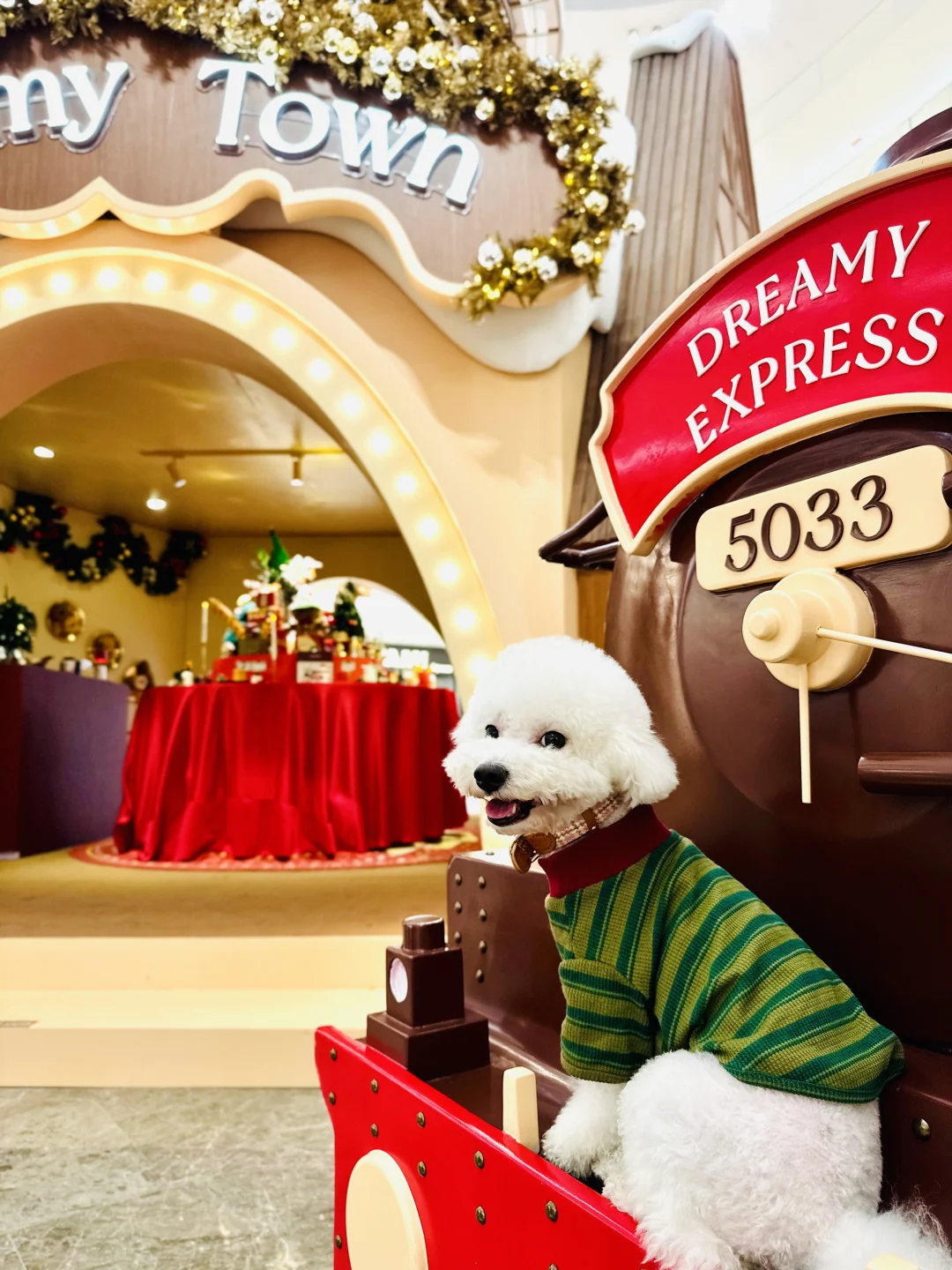 深圳新年遛宠天花板✨humble快闪太出片了