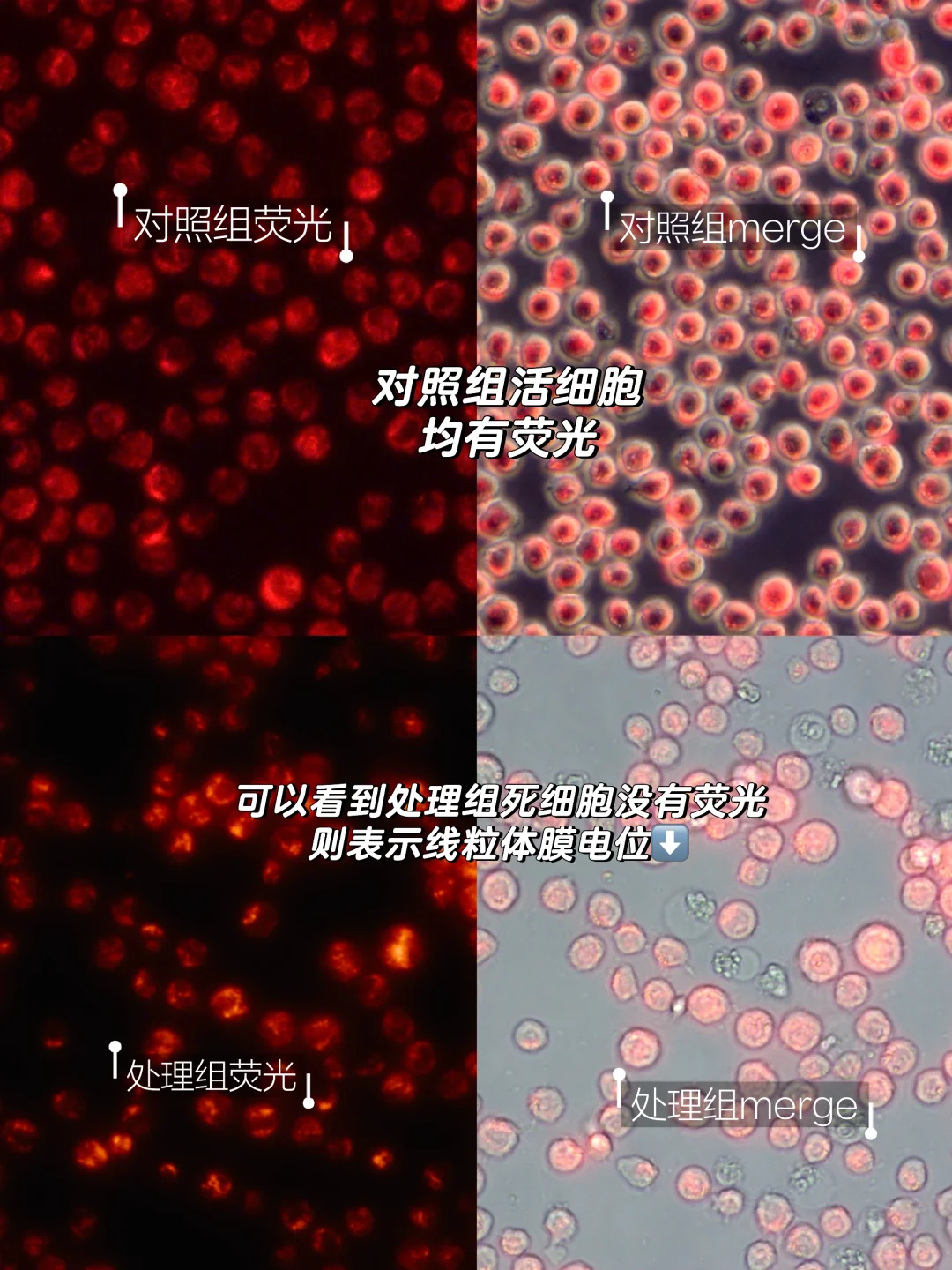 测线粒体膜电位真的很简单，分享一下经验