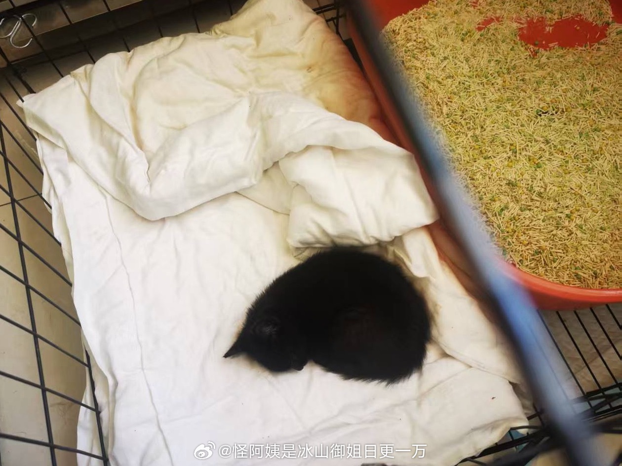 养自己孩子时候心烦死了，得不到一丁点快乐。但养小猫的时候，感觉到自己母...