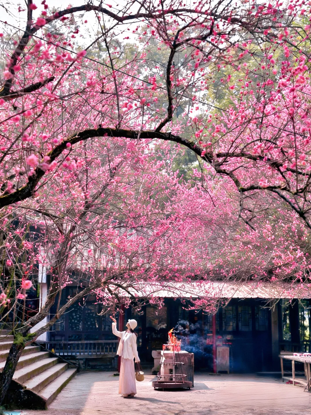 2.6实拍！成都！！观音寺的红梅！简直封神了……