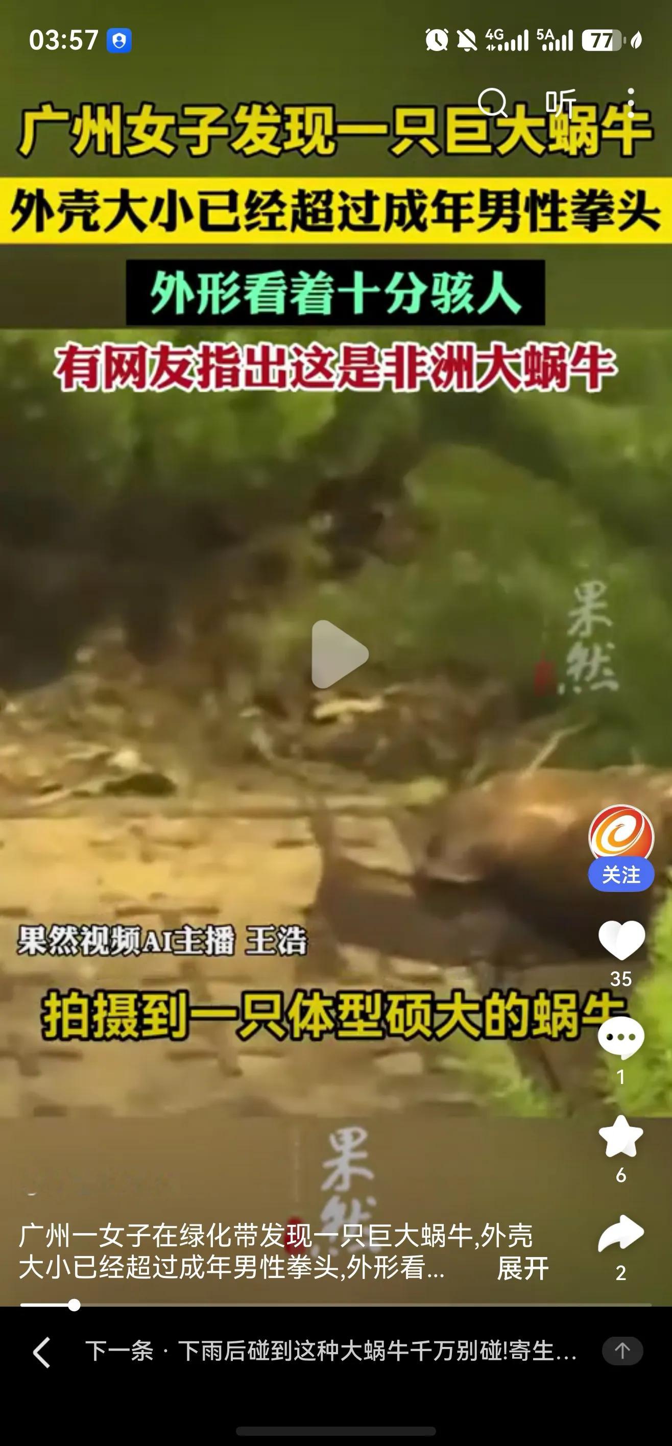 广东广州，一女子在绿化带里发现一只巨型蜗牛，外壳比成年男性拳头还大。网友一眼认出：非洲大蜗牛。医生紧急提醒：这玩意儿不是“蜗牛”，是“移动的病原体仓库”。

别被它憨厚的外表骗了。非洲大蜗牛，学名褐云玛瑙螺，个头大得像个小椰子，但它的“肚子”里可能住着广州管圆线虫。这种寄生虫一旦钻进人体，轻则头痛发