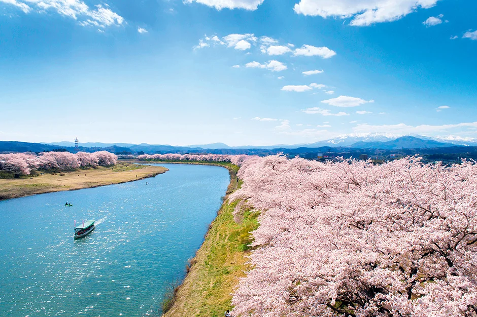 日本宫城县 | 极目所见，尽是樱花