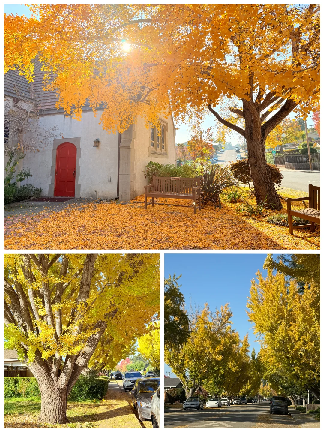 湾区周末看银杏peak啦！超美的两个景