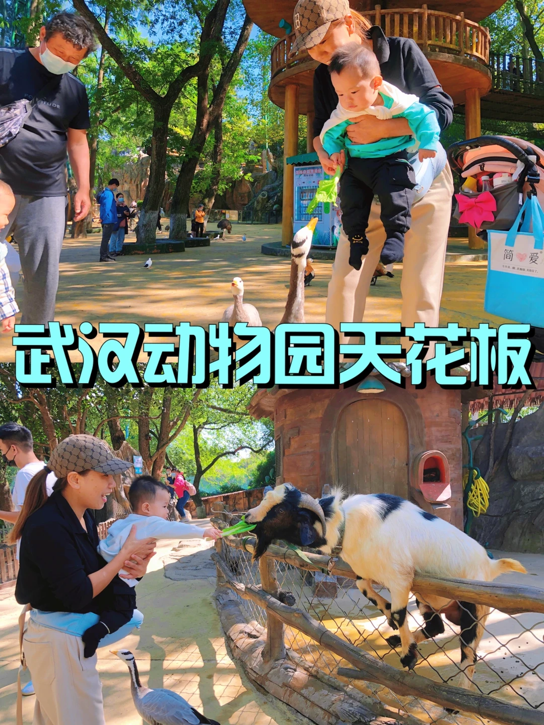 武汉遛娃第4站｜不会还有人没去这个动物园