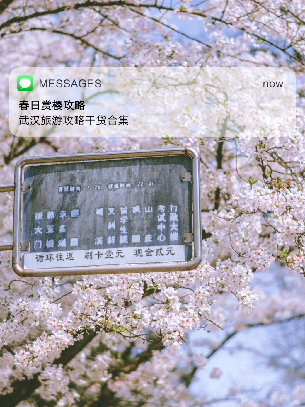 武汉旅游攻略 | 赏樱🌸攻略干货合集