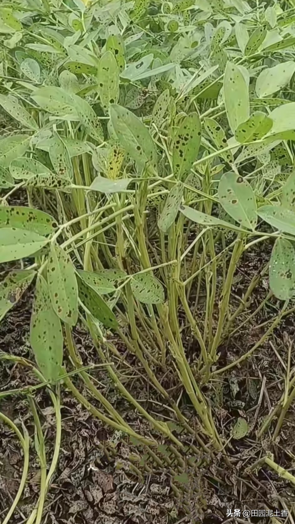 我种花生的经验是，
花生到了后期，只要茎杆发黄，下边开始落叶，上边叶片有黑斑点，