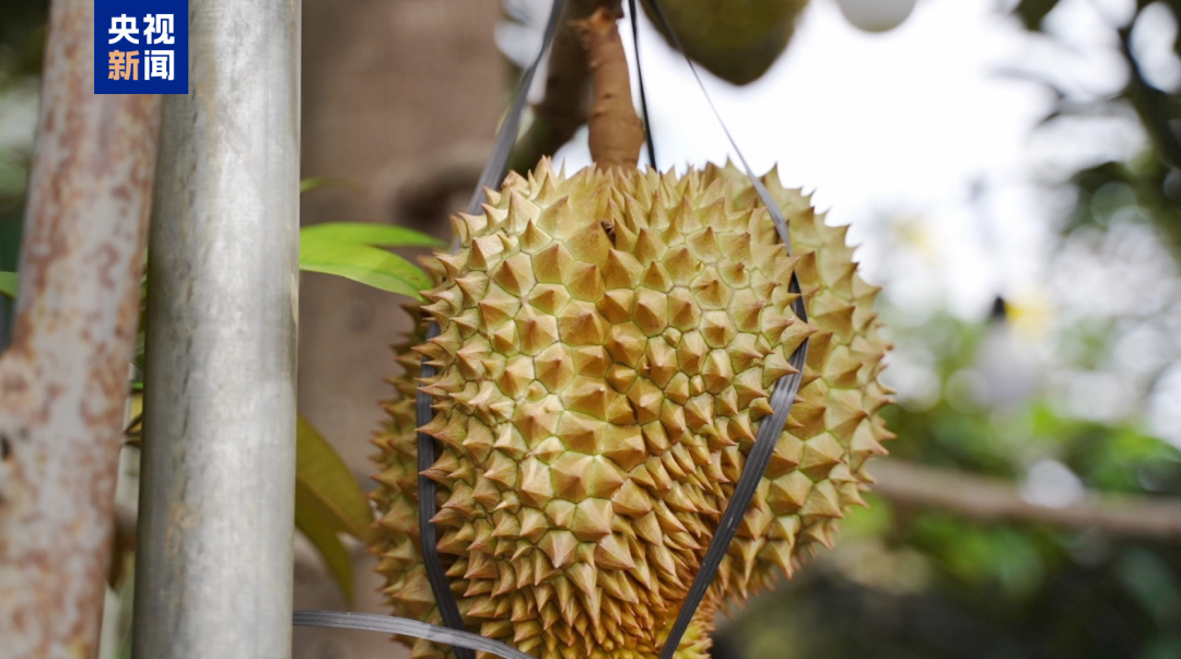 国产榴莲

西双版纳榴莲种植面积达1.5万亩，据说金枕单株最高挂果达到了34个，这是不是意味着以后可以实现榴莲自由了😋