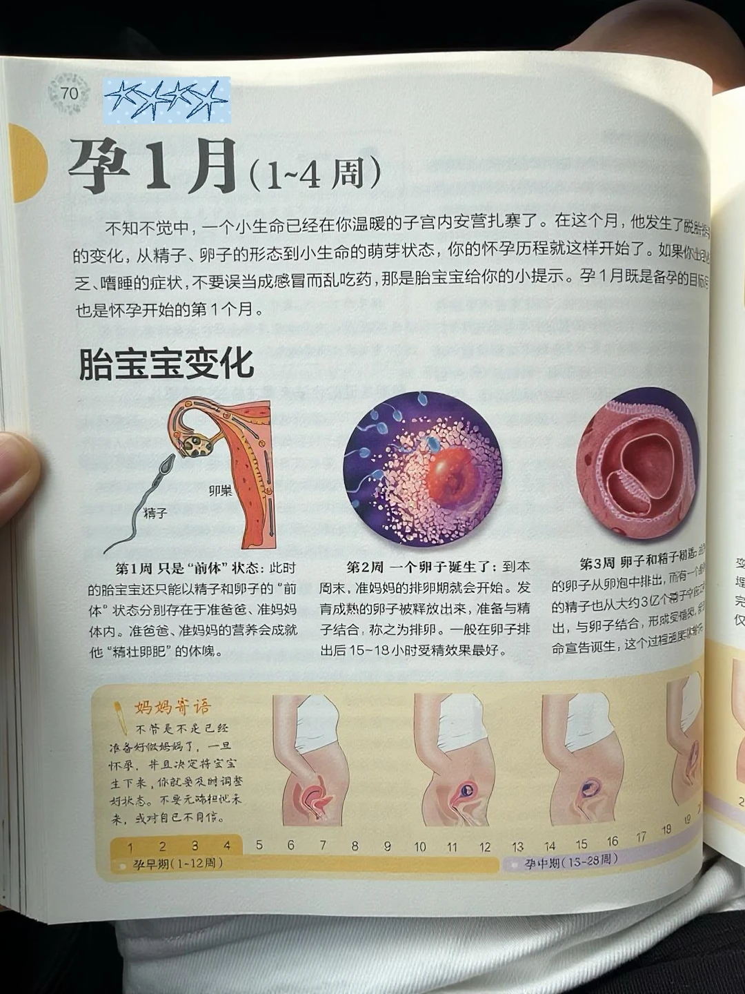 胎儿1~10个月变化！孕产期必读~