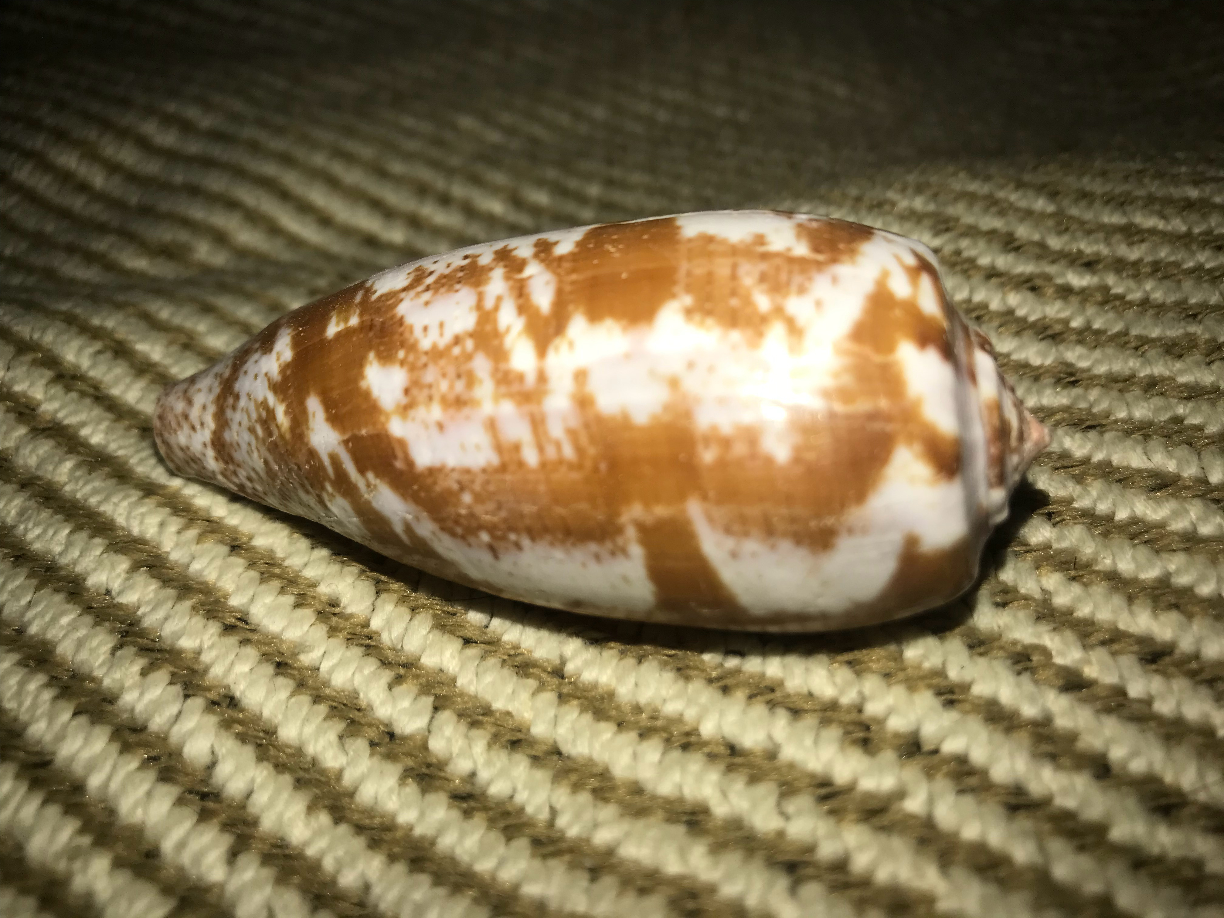 这是郁金香芋螺Conus tulipa，虽然个头有点小，但是作为一种食鱼芋螺，毒性也不低，在海滩上见到活的千万别碰  ​​​