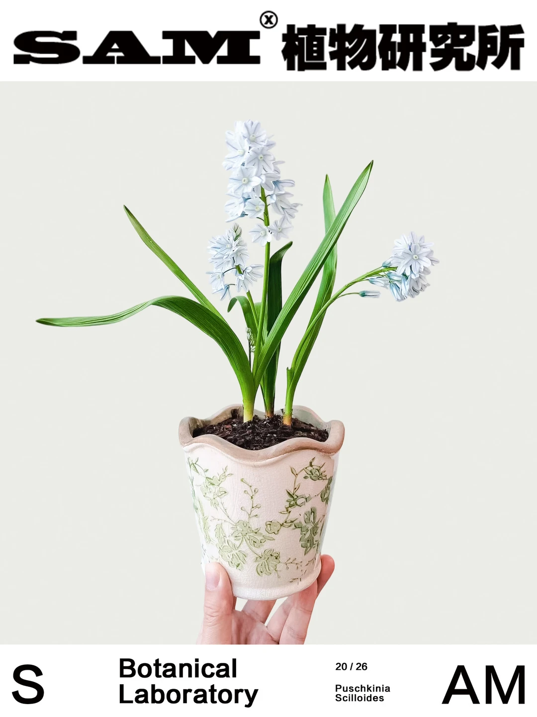 条纹海葱｜Puschkinia Scilloides