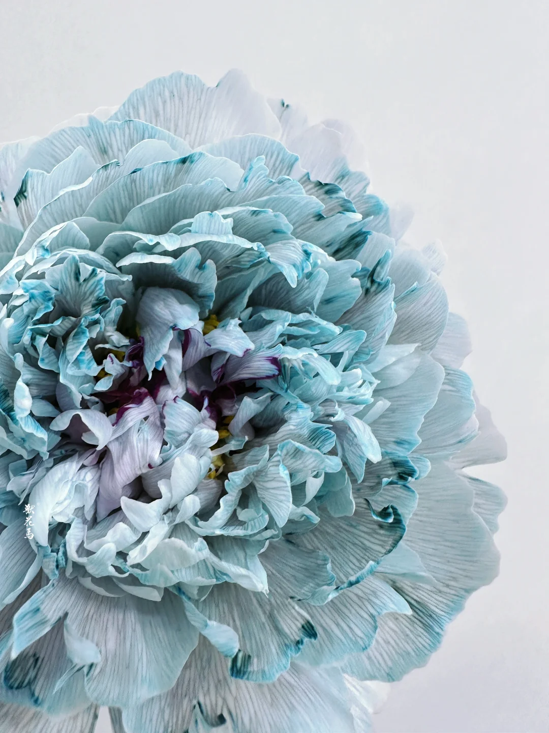 吸色芍药｜潮湿的灵魂