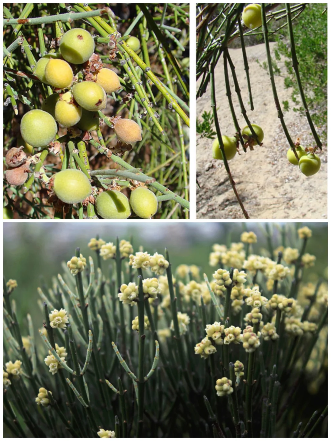 鼠李科“小野生水果”Retanilla ephedra