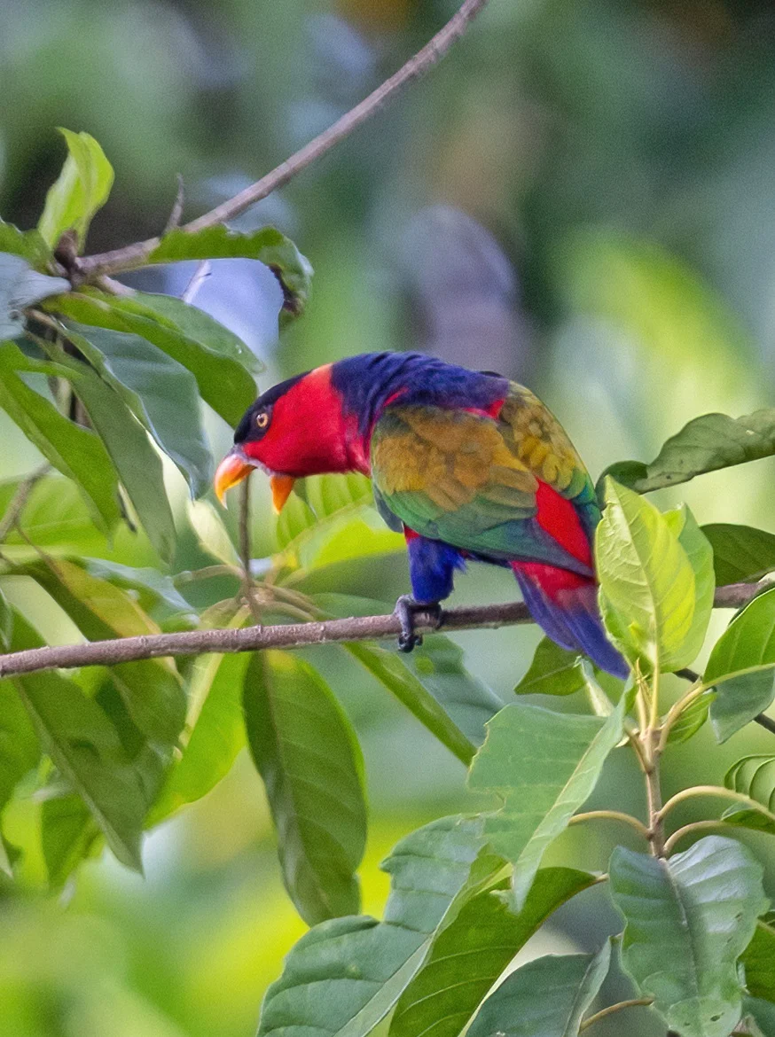 干嘛发这么大的脾气？（黑顶鹦鹉）