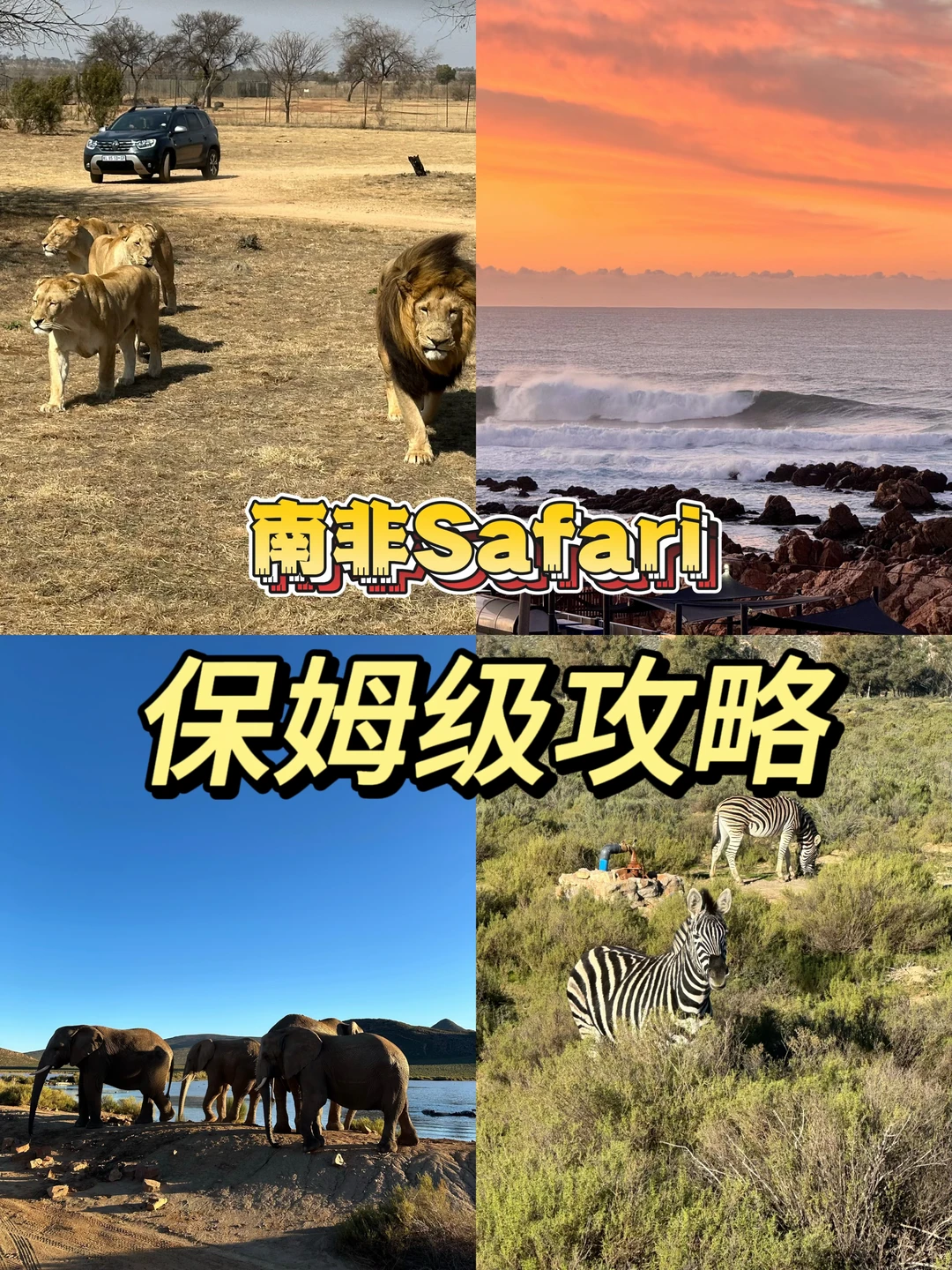 南非 Safari 保姆级攻略｜邂逅整片非洲浪漫
