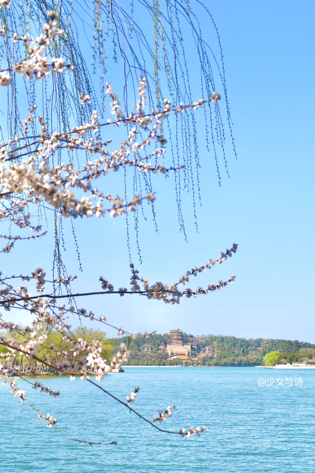 3.22实况丨颐和园西提桃花🌸🌸路线➕机位‼️