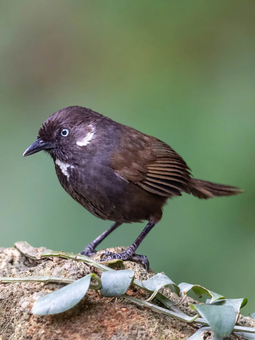 像巧克力一样醇正的小鸟就是大名鼎鼎的...