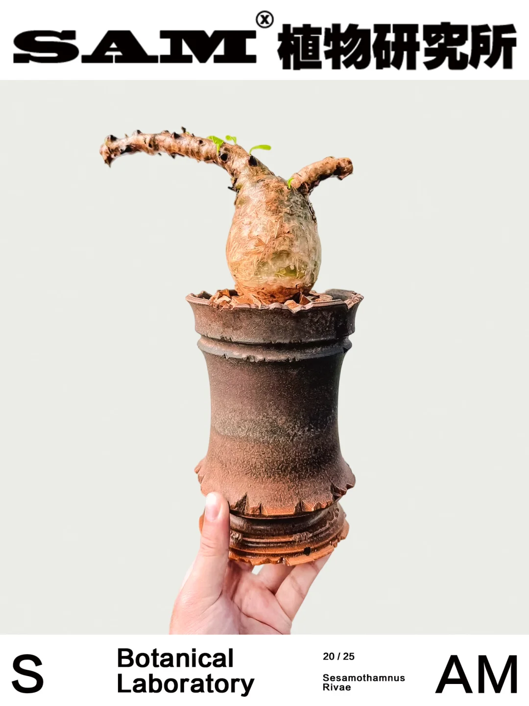 烈维胡麻｜Sesamothamnus Rivae