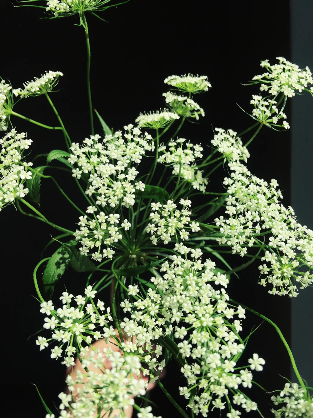 带你每天认识一种鲜花13｜蕾丝花