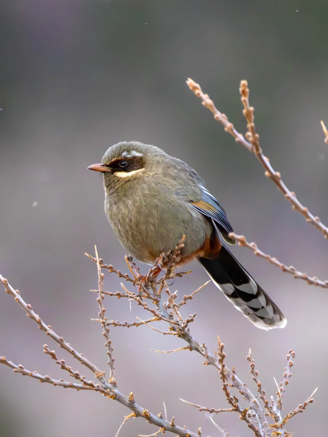 西藏限定款雪域歌王上线！