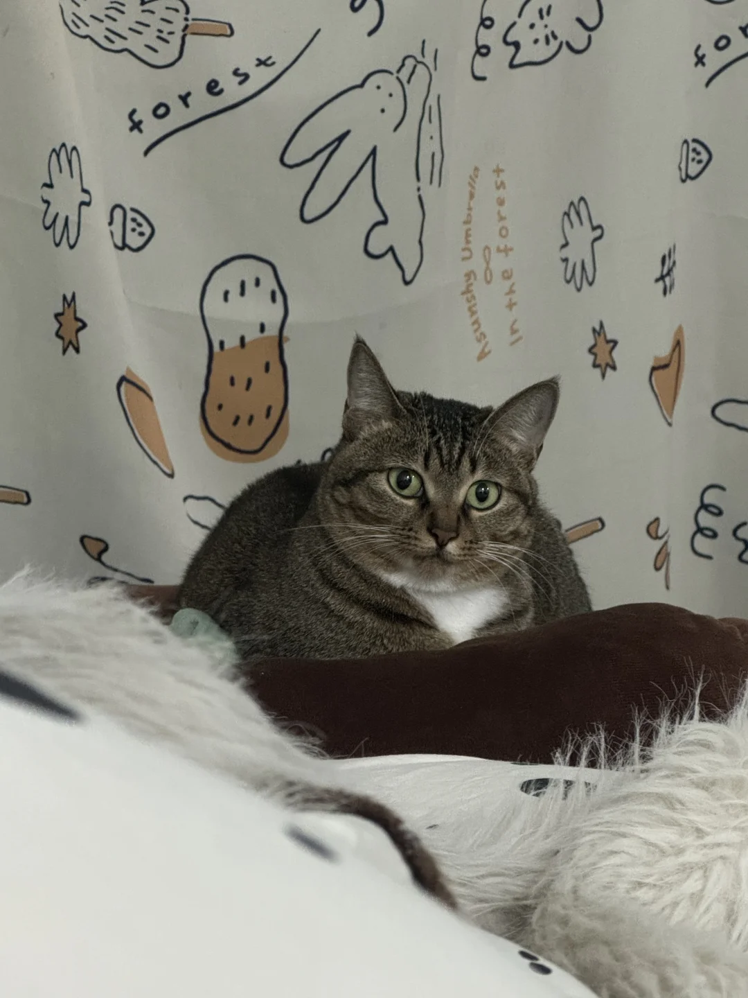 眼睛瞪得像铜铃！