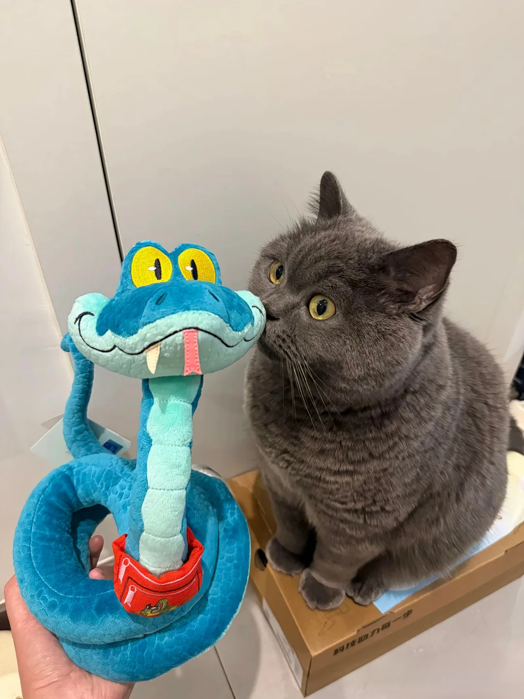 哈喽~大家好！我是盖瑞一条蛇🐍