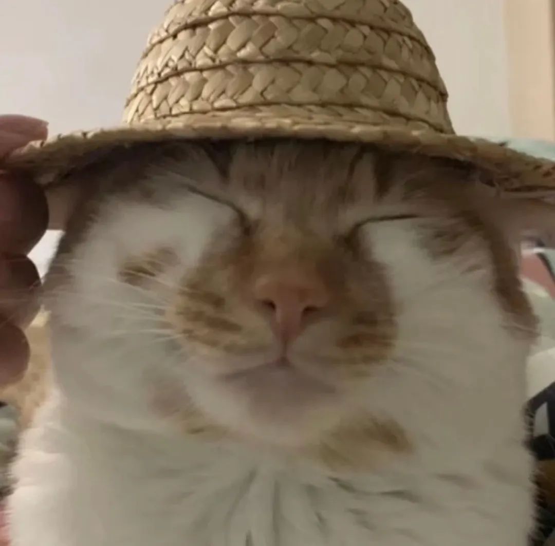 贱兮兮的猫猫狗狗表情包
