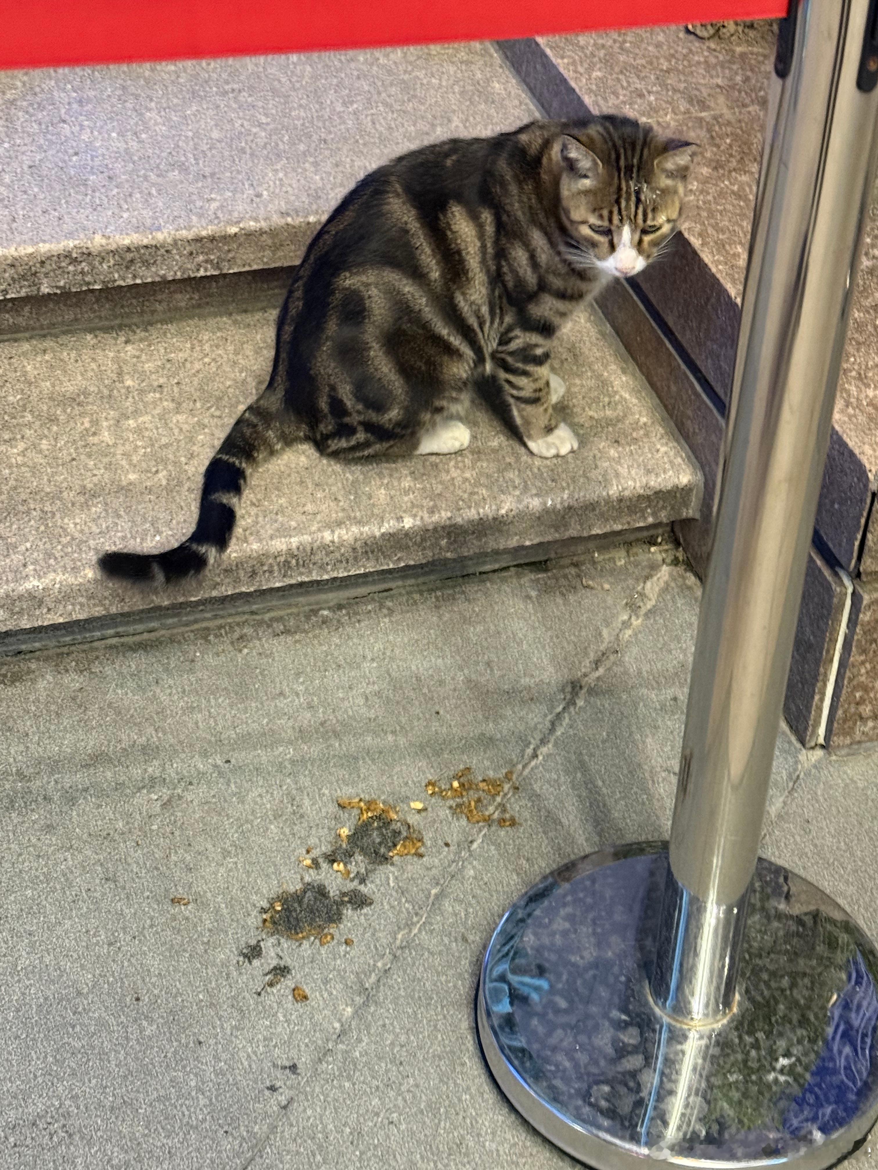 上海流浪猫流浪猫今天继续更新阿福、阿牛和小奶牛，分别是来自主银、小哥以及小姐姐的供稿。据小姐姐今天中午的情报，她说看到小奶牛的眼球转了，应该还没到最坏的地步，但是真的睁不开。我也问了我同事猫友，他判断和小姐姐一致，说可能是白内障，然后我们商量下来，让她去买眼药水，然后让小哥来给它点，由我牵头做这事，和你们讲好后我就去联系小哥让他和小姐姐接头，如果下周有更新的话我再告诉你们。小猫咪帮忙吃草小猫怕它在吃粮的时候你突然走了旅游七天回来猫咪怎样了