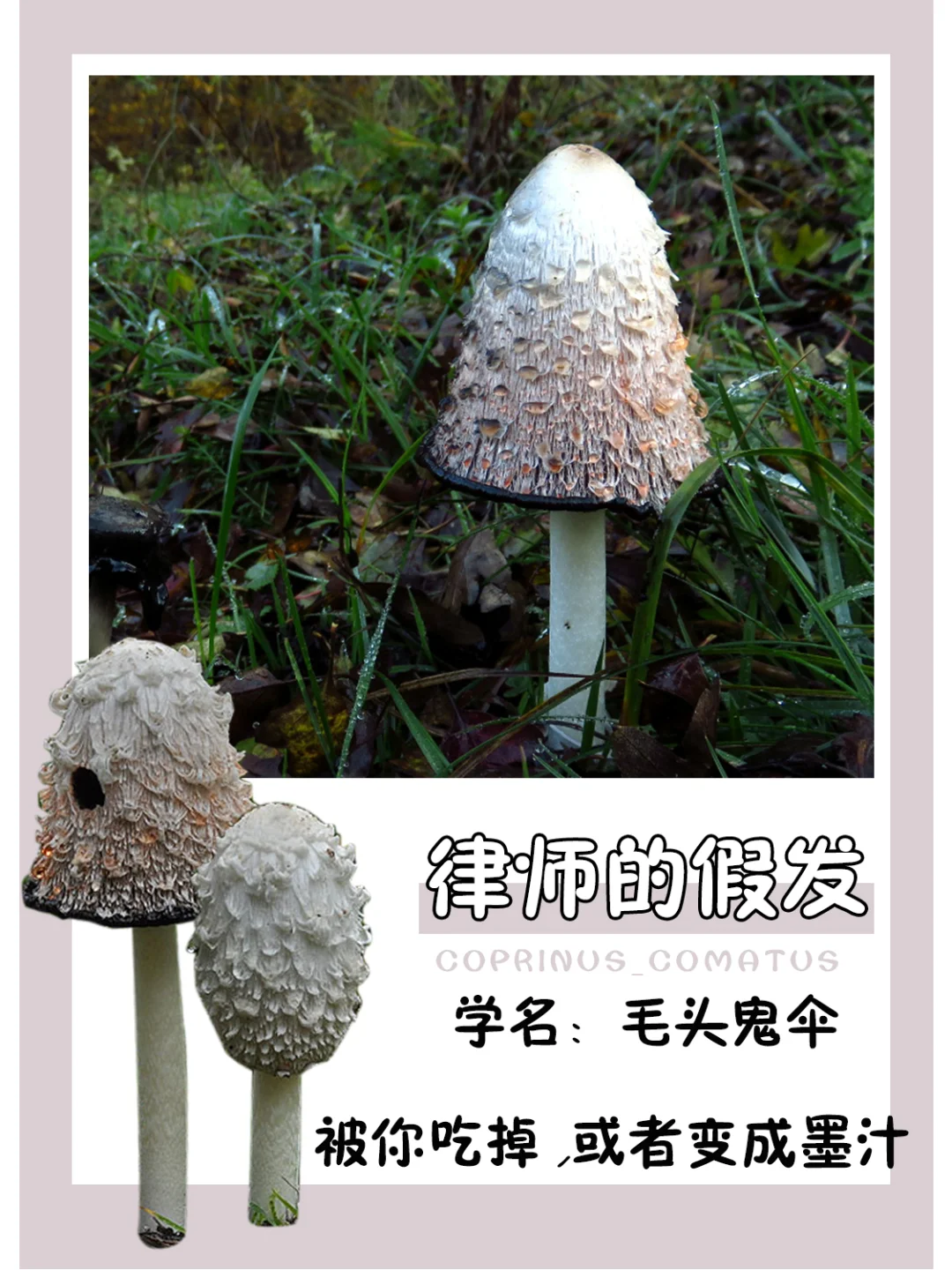 赶快吃，不然就会化成墨汁~