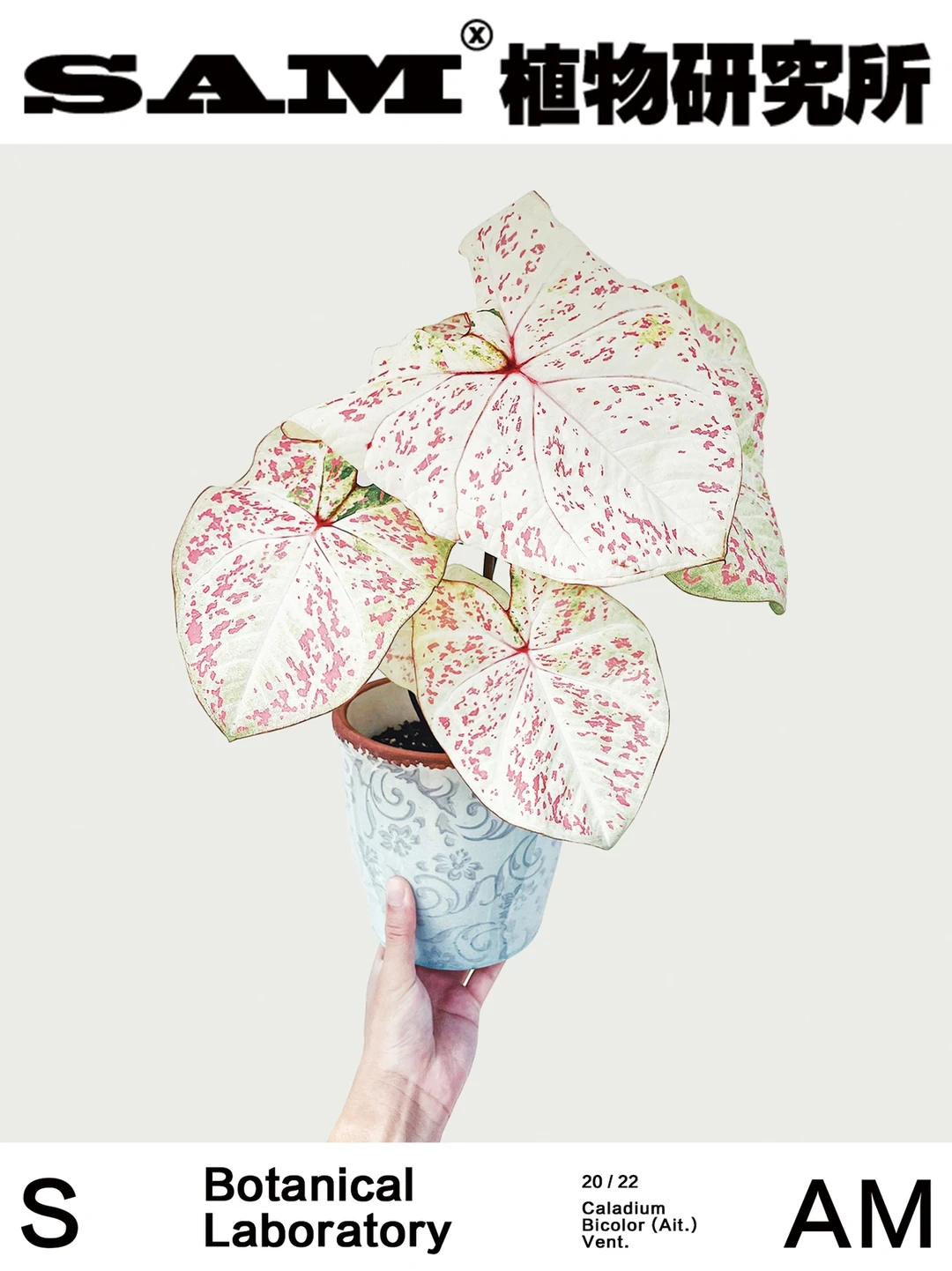 米兰｜Caladium Bicolor Ait. Vent.
