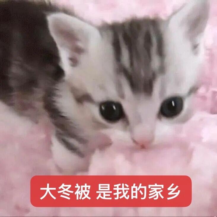 糊糊小猫表情包金秋壁纸大放送 ​​​