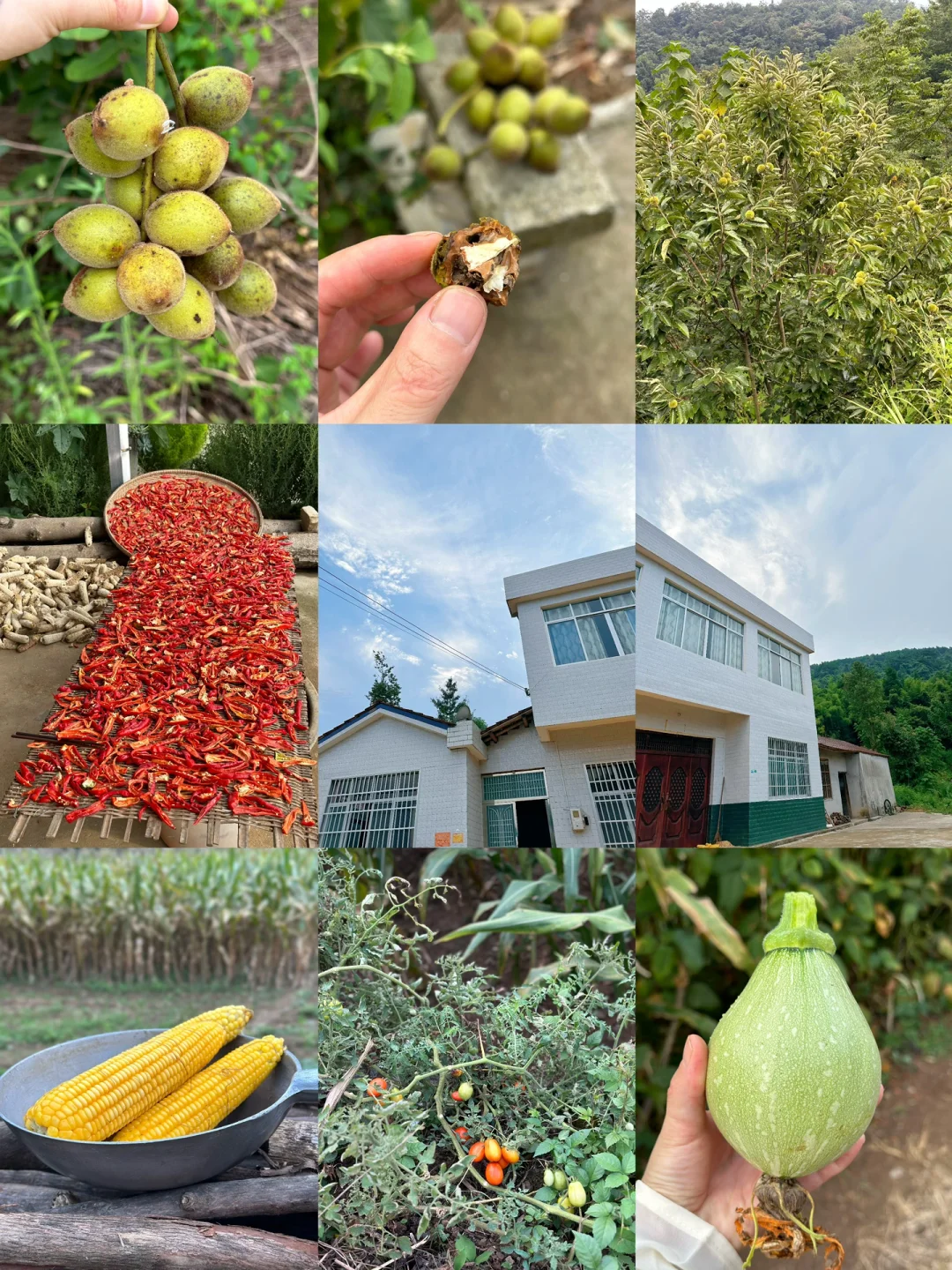 乡间田野是永远的治愈系🌾🌿