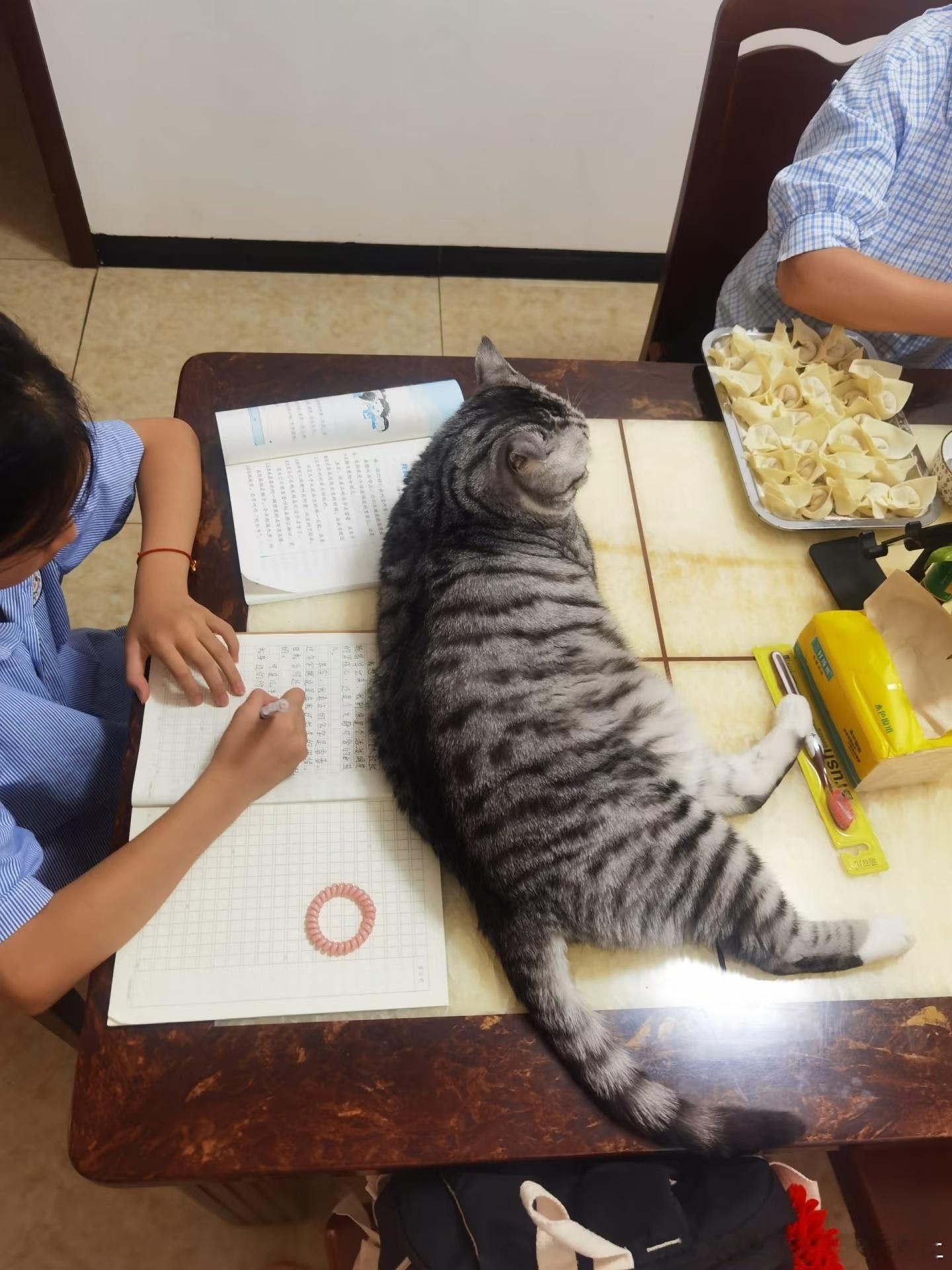 小猫咪:无所事事啊，那就晒太阳吧[送花花][开学季]终于周五了，难受╯﹏╰日常校园v计划萌宠图鉴大学生喜爱内容共创计划 ​​​