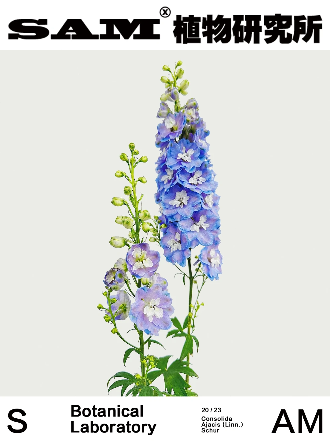 大花飞燕｜Consolida Ajacis (L.) Schur