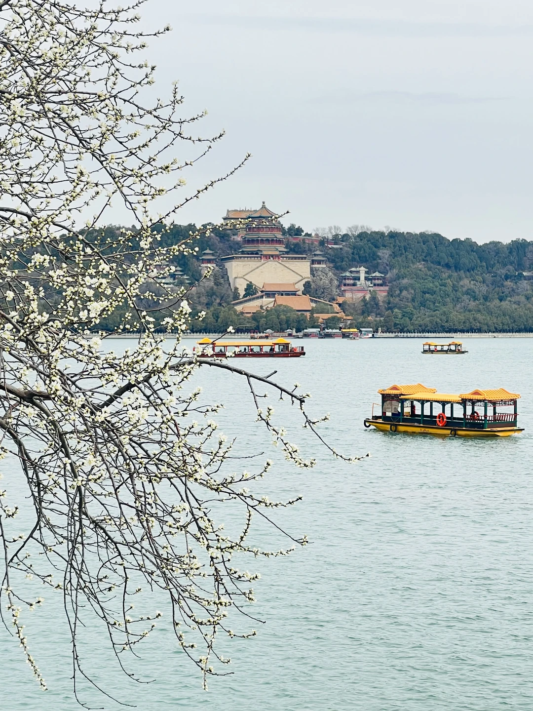📢3.14实况🌸颐和园西堤桃花渐开🛶游船启航