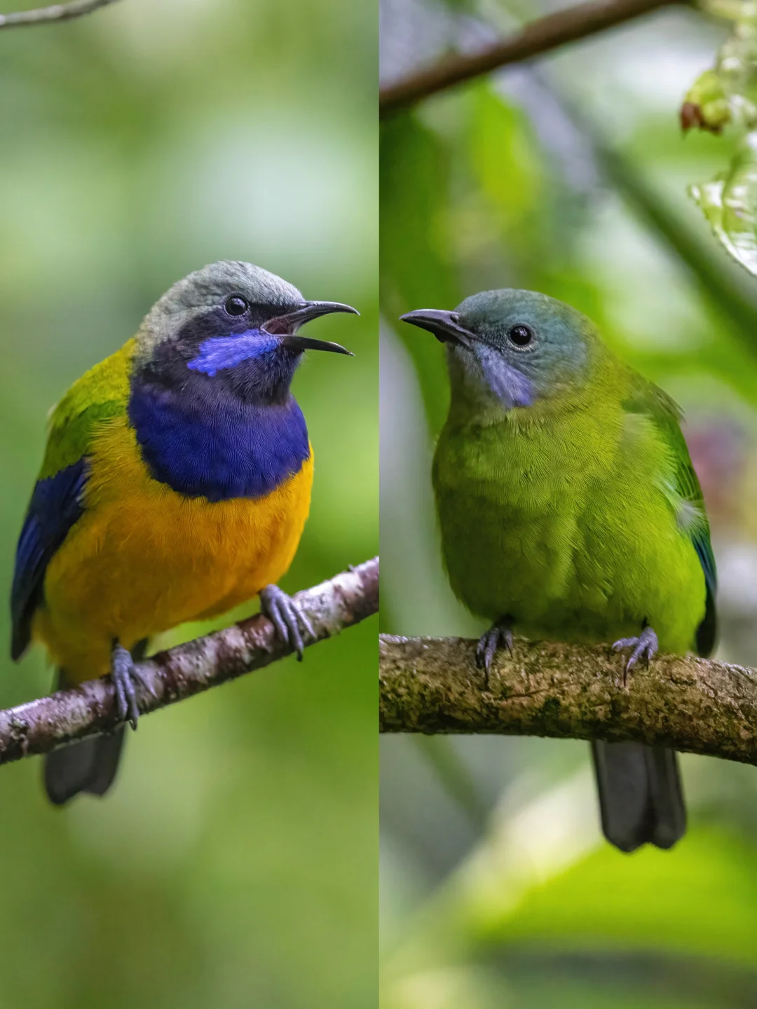 橙腹叶鹎的小情侣对比图