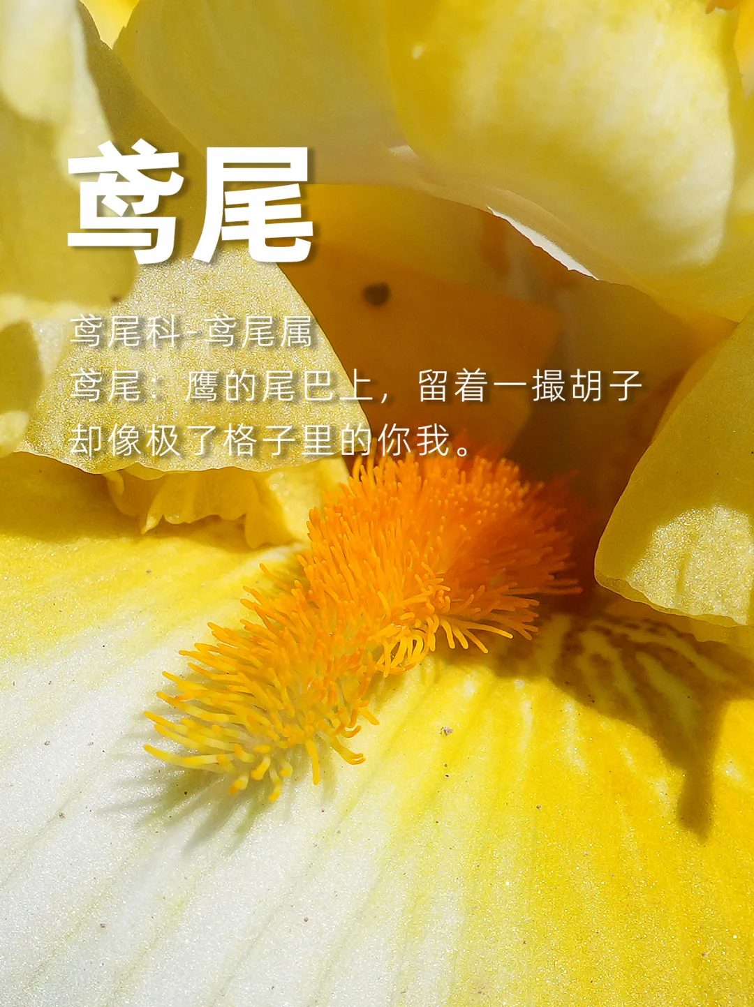 鸢尾：花留着一撮胡子，果实却像格子里的你我