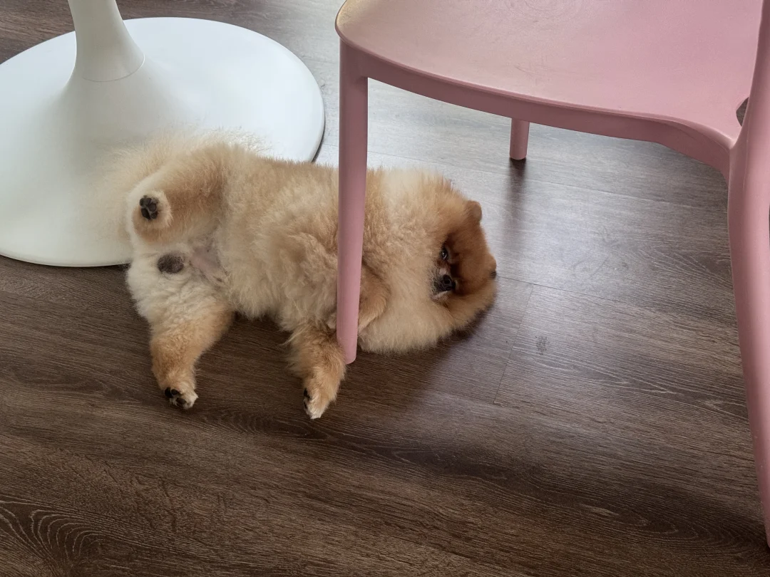出来那么多天 想我家崽了
