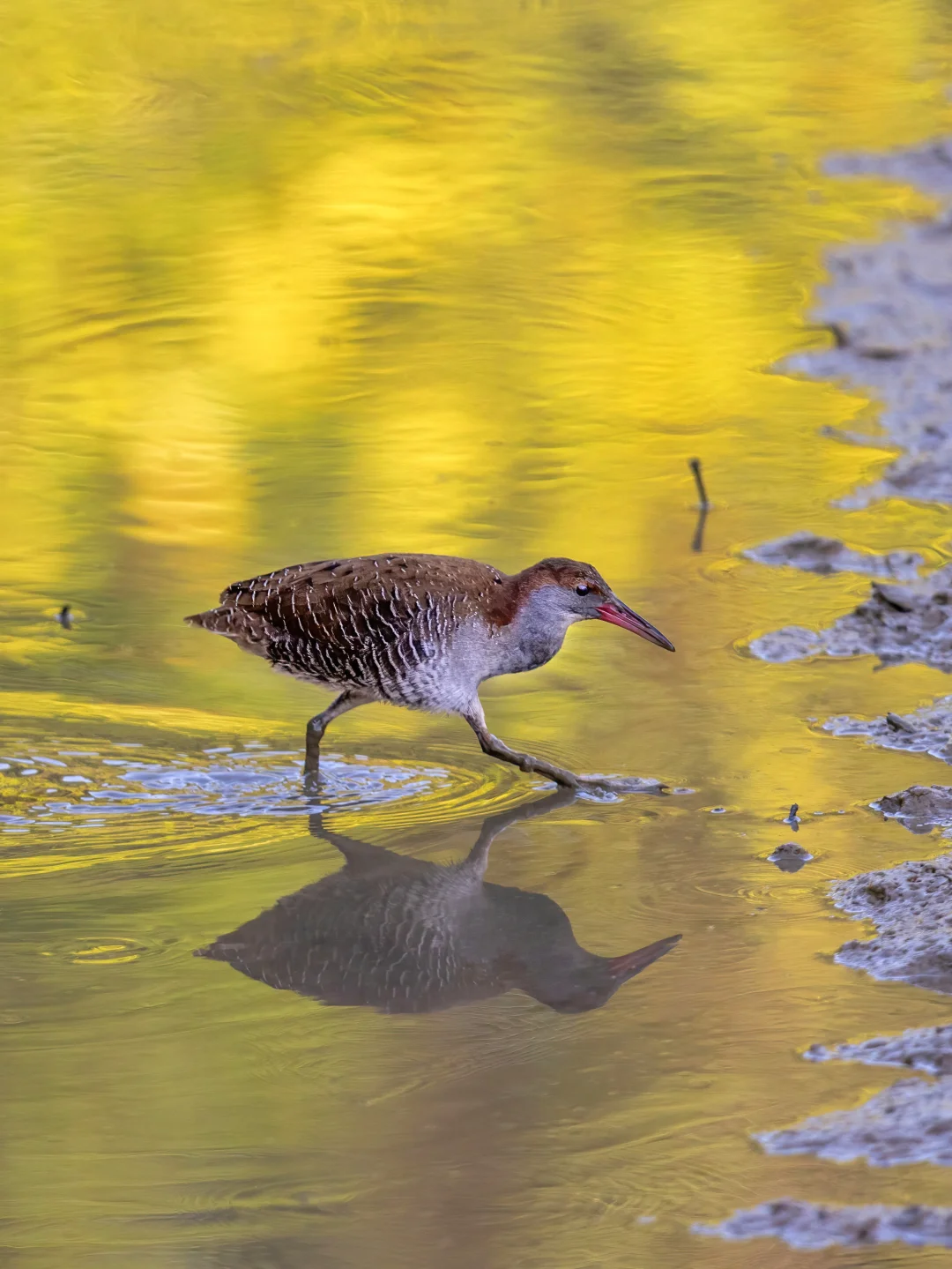 在深圳近距离看到了灰胸秧鸡