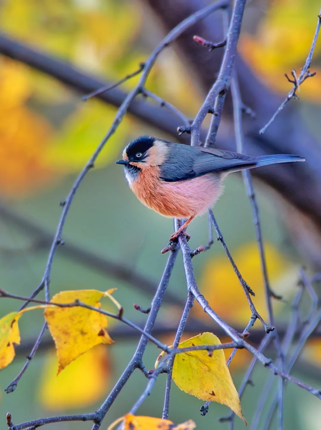 粉粉嫩嫩的棕额长尾山雀好喜欢
