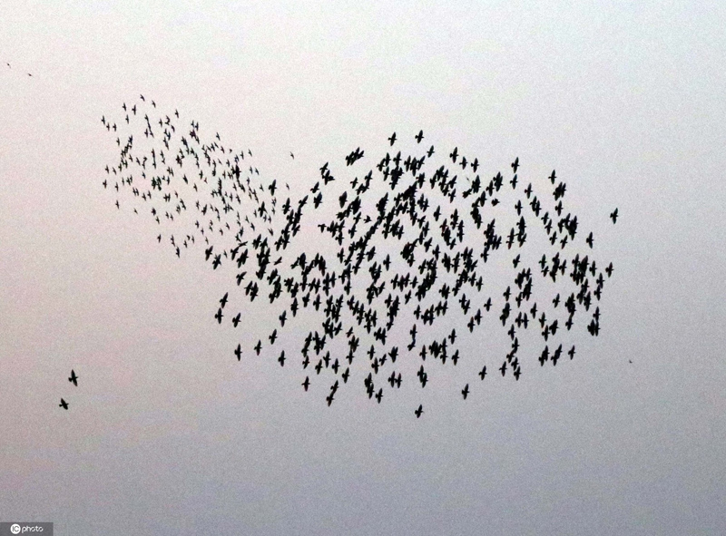 鳥群飛過土耳其城市上空 形成各種隊形千奇百怪-圖2