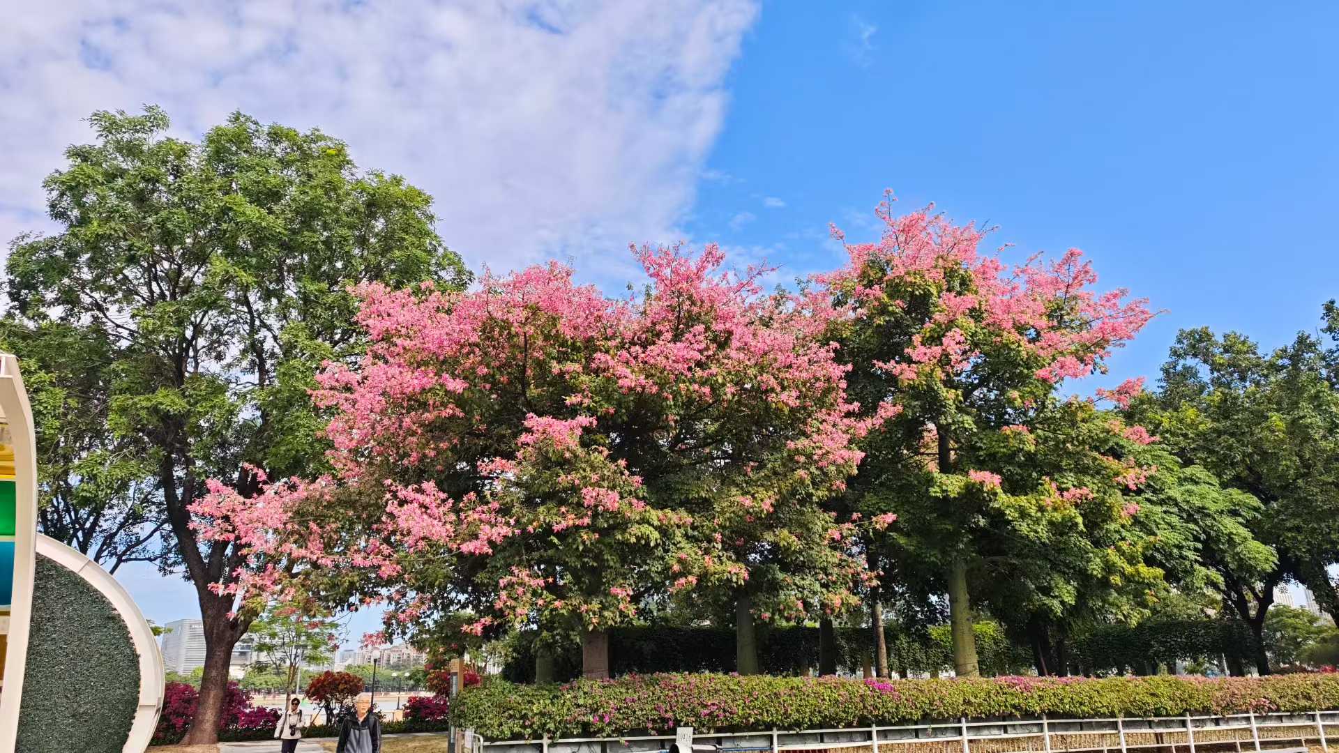 异木棉惊艳秋日蓝天 花海与都市的浪漫邂逅，就在珠江畔这片温柔粉霞里 ...